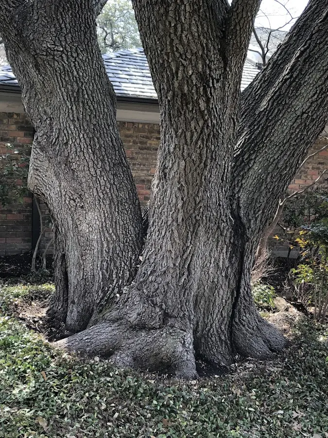 Mature heritage tree close to a West Jefferson property cared for by certified arborists