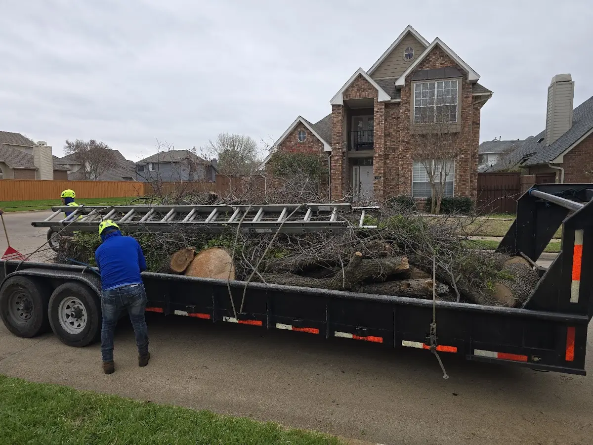 Expert Tree Removal with proper safety equipment in West Jefferson